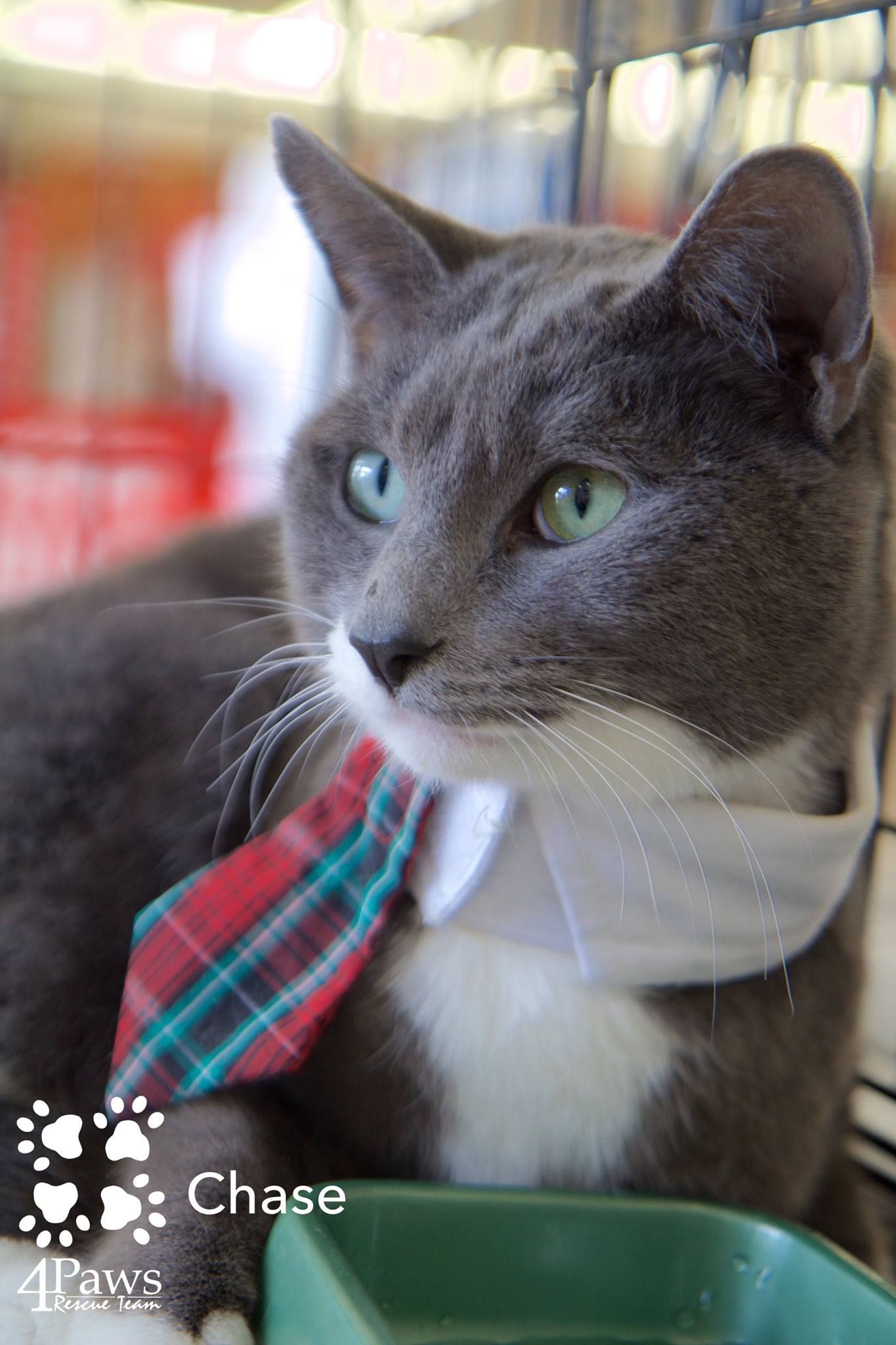 cat with tie
