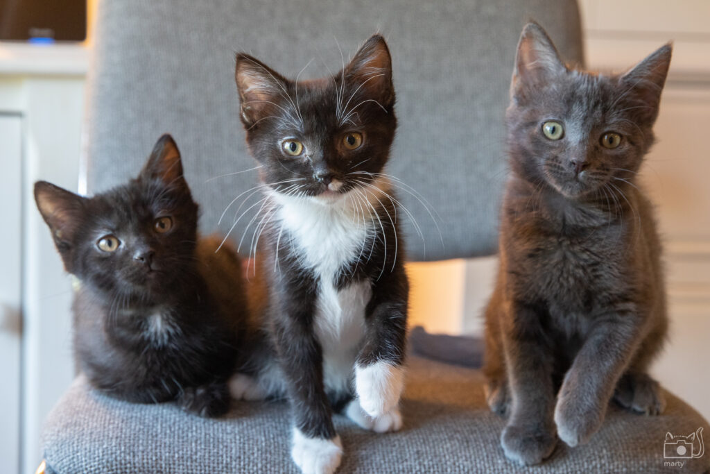 DOG and CAT Adoption Event at PetSmart in Alexandria