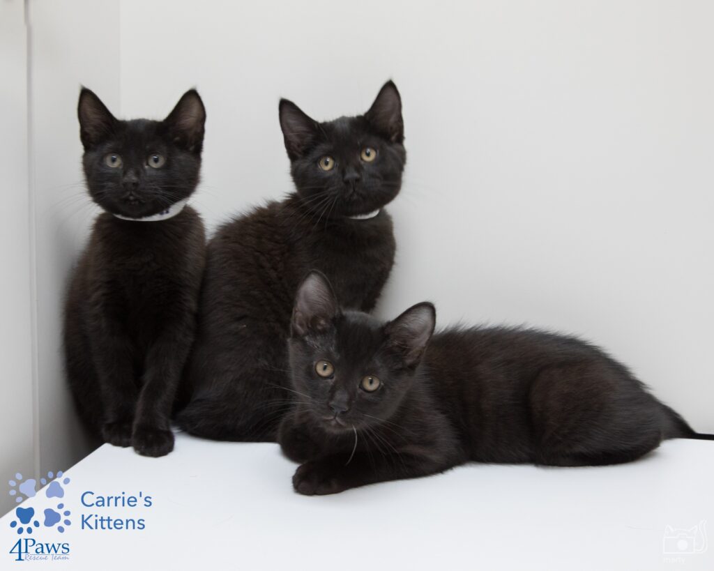 Bombay Kittens and Cats in Maryland - Buy or Adopt