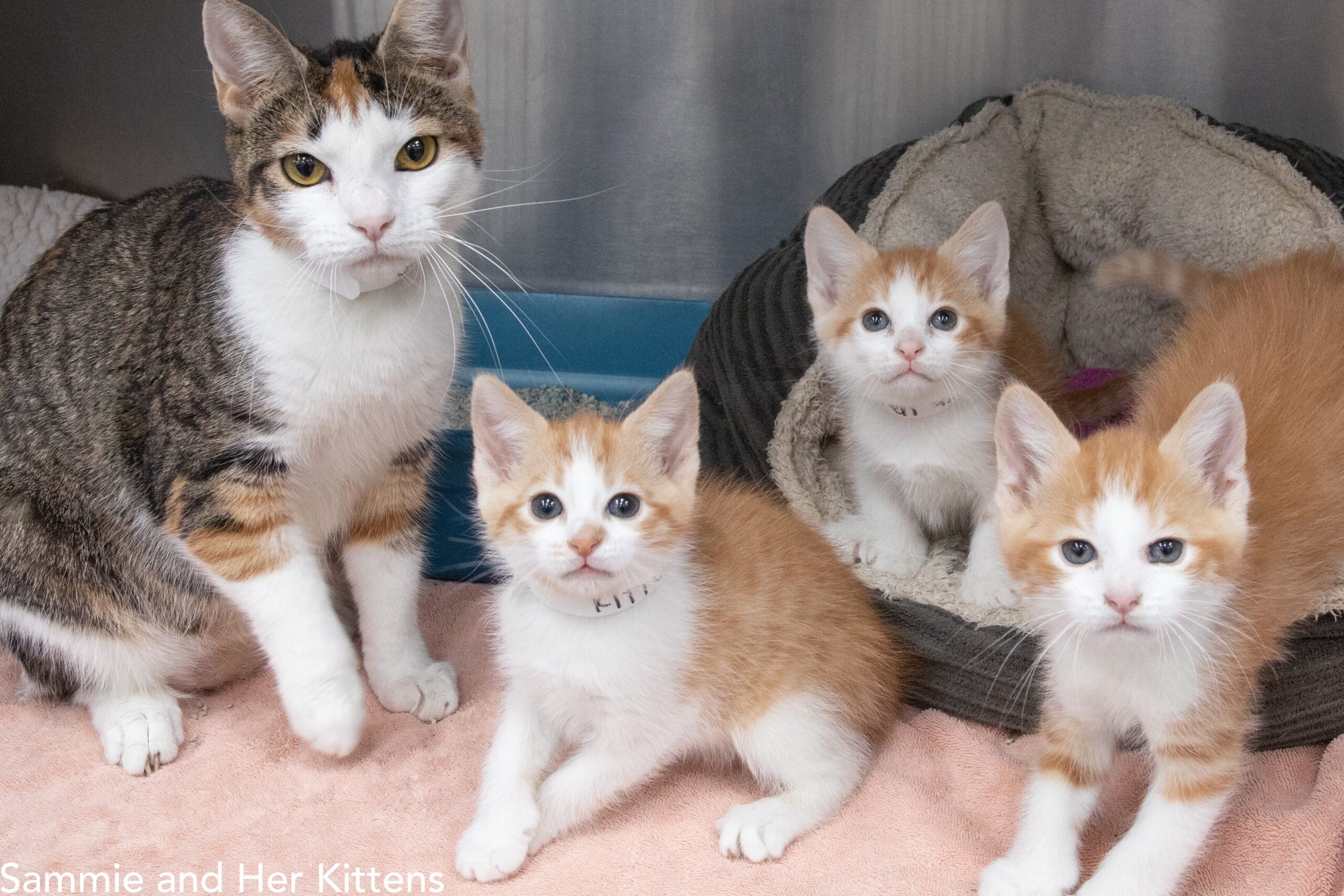 ADOPT  Mission Meow Cats