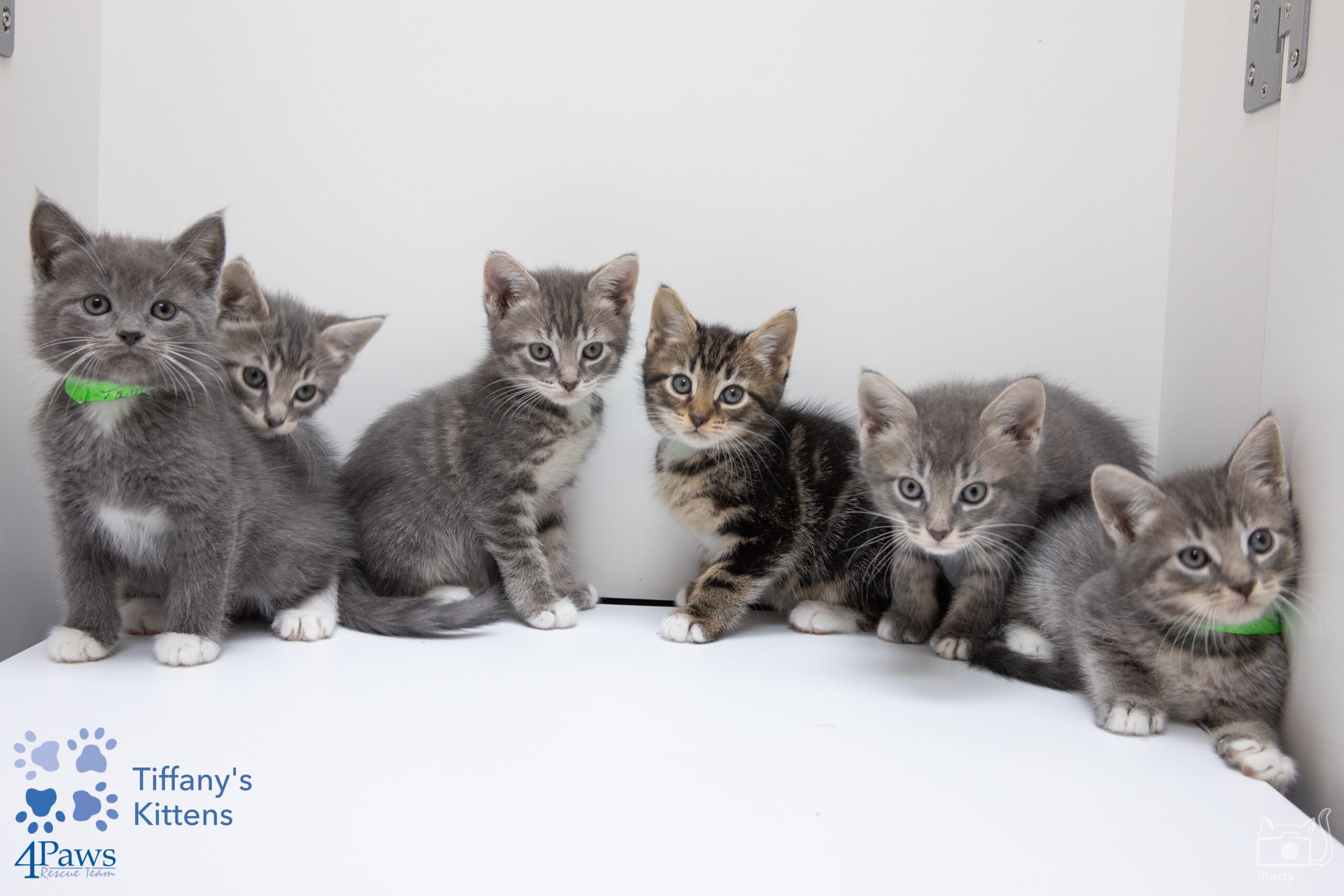 Adoptable Cats and Kittens, Los Angeles, Adopt a Pet