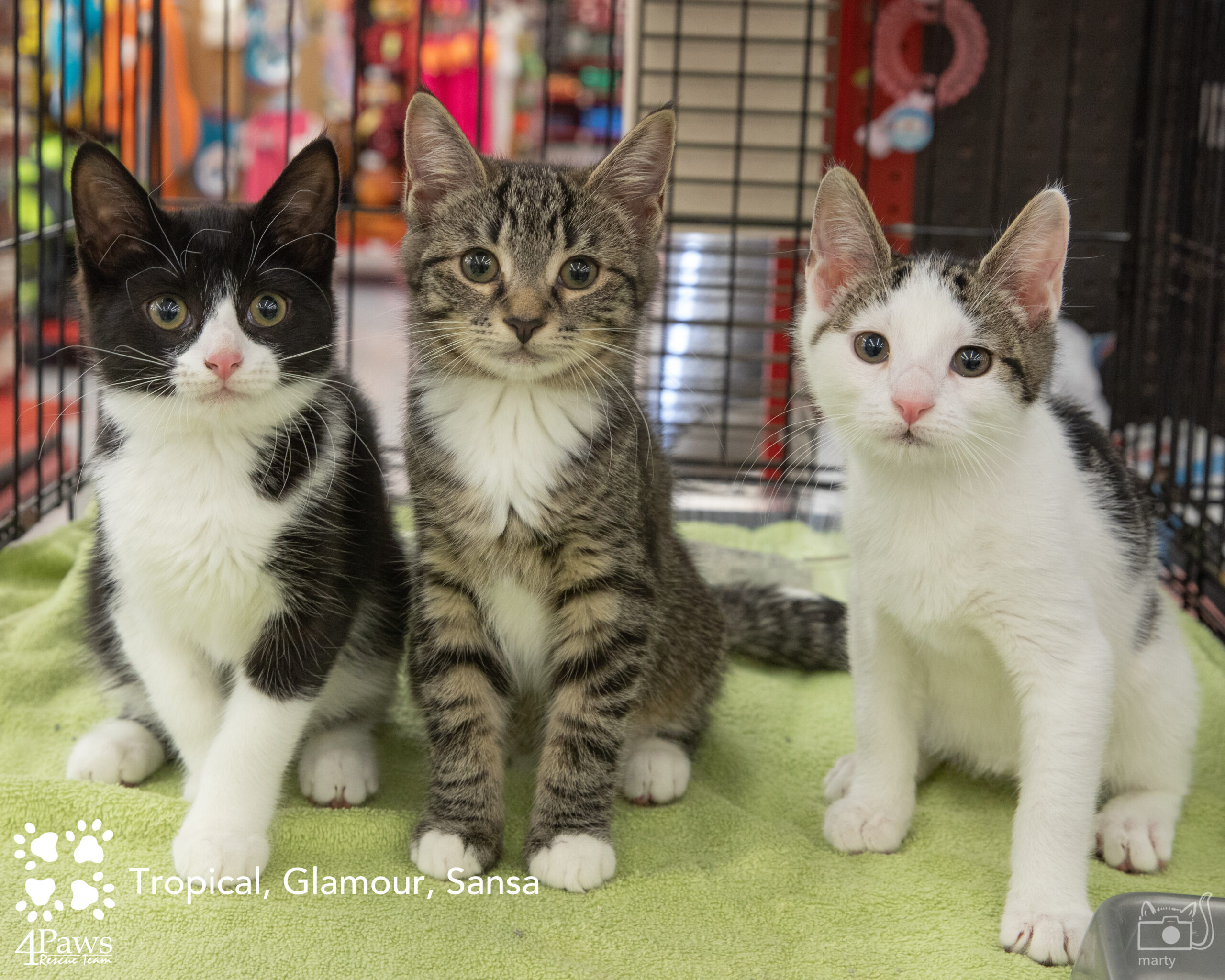 Meet Our Adoptable Cats!