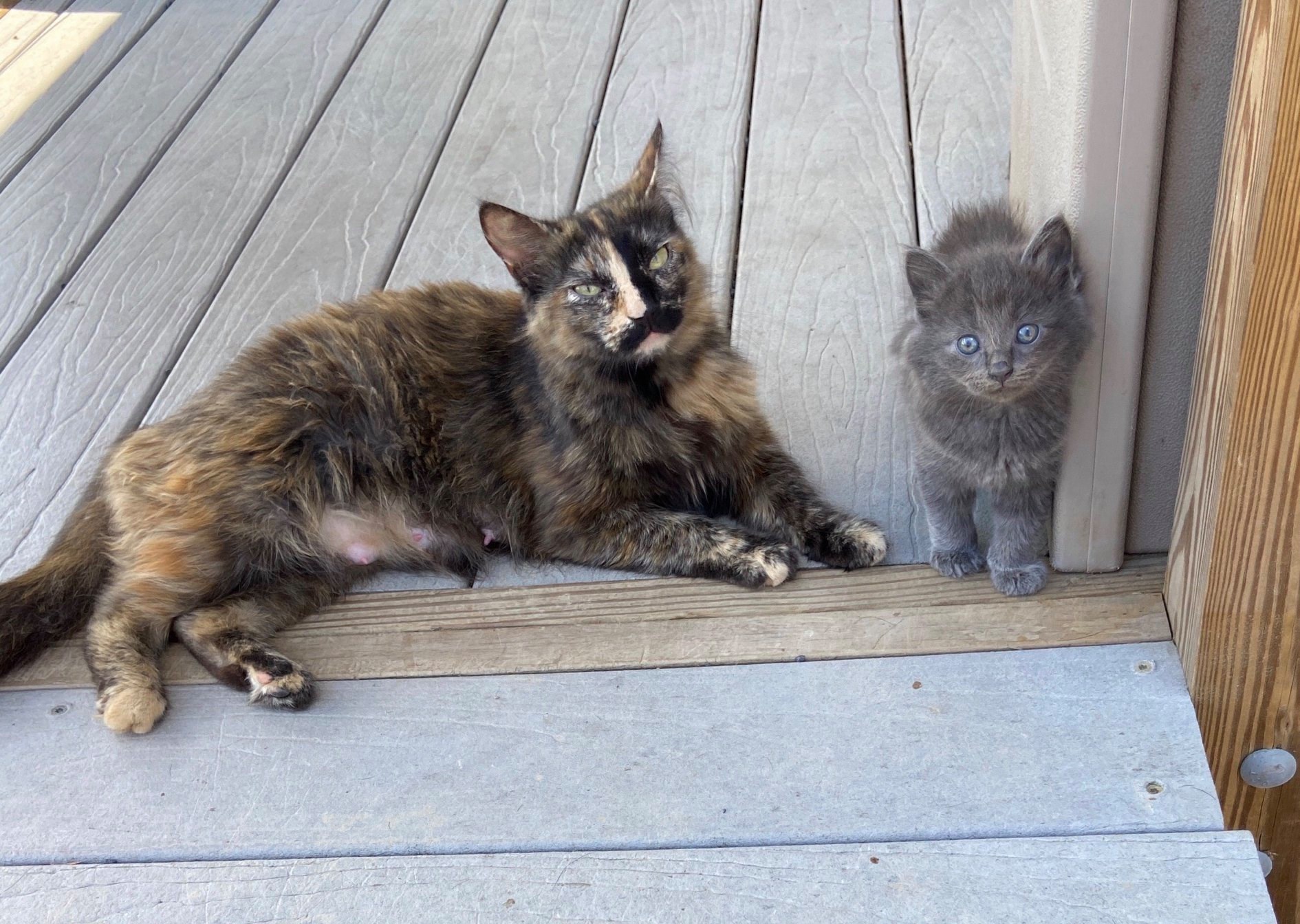 barn mouser cat and kitten