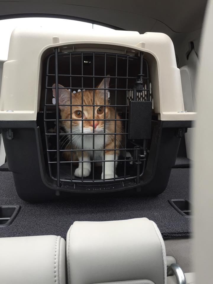 cat in carrier for transport