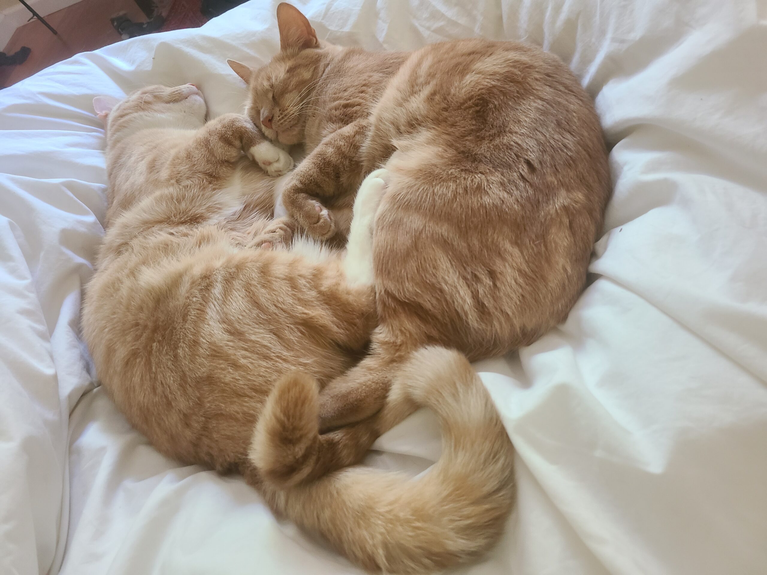 two cats cuddling