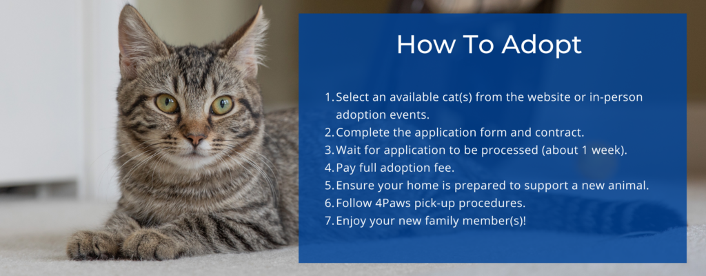 Adopting a 4Paws Cat