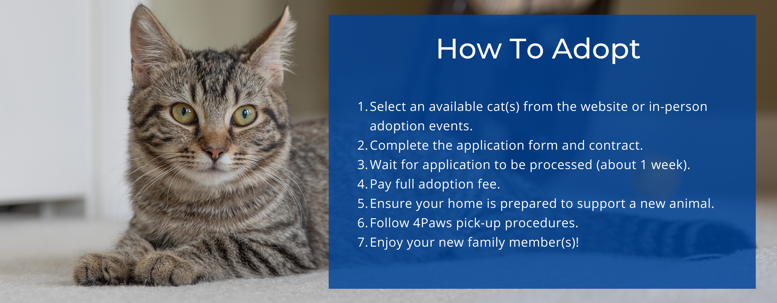 New adoption program for FeLV+ cats