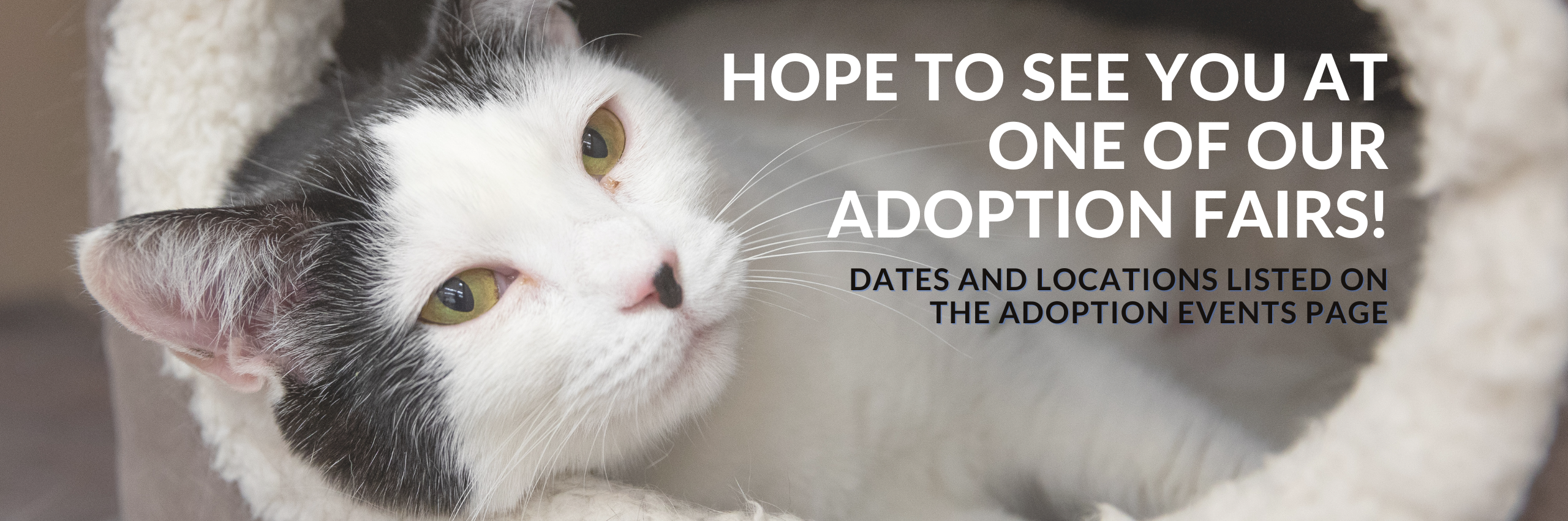 Cat Adoption  Neighborhood Pet Shoppe