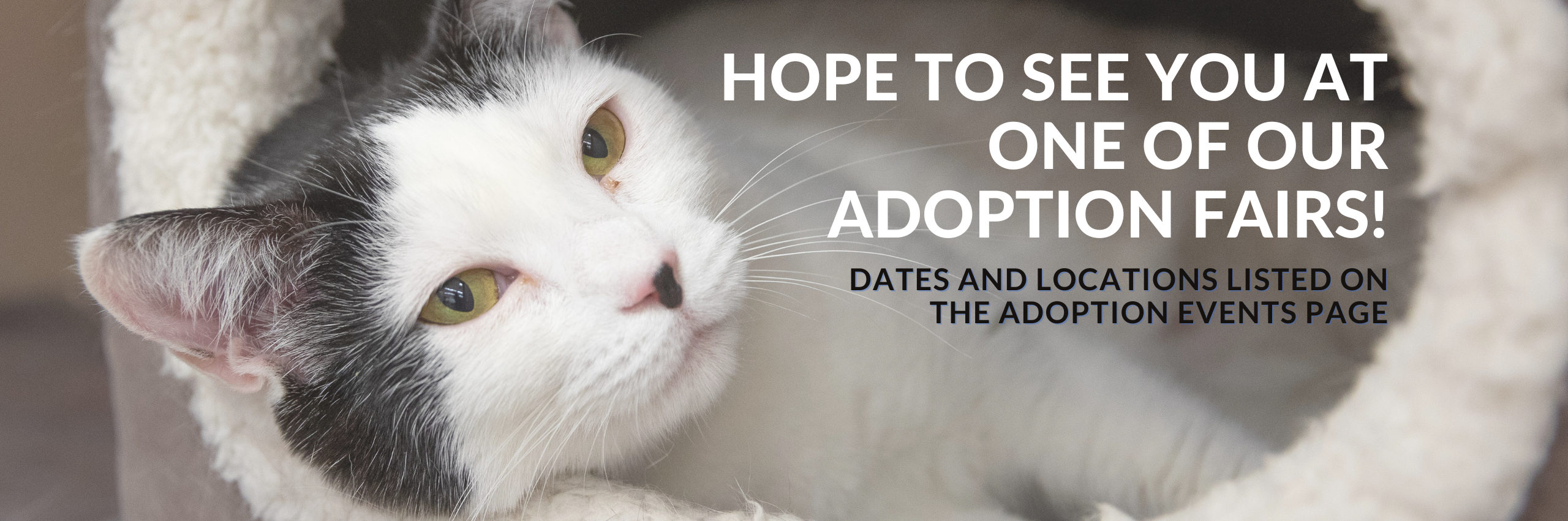 Cat Adoption Locations