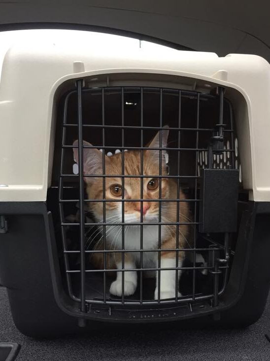 cat in carrier for transport