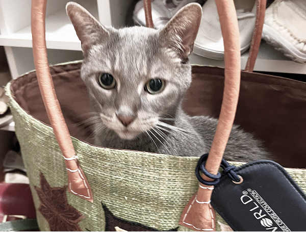 Gray cat in purse